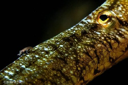 "SMALL MET VERY SMALL". On the nose to this tiny Seagrass... by Roland Bach 